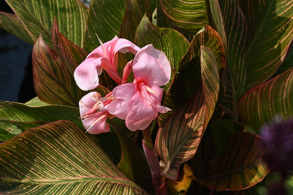 2025-08039856 Tower Hill Botanic Garden, MA.JPG - Canna Lily. New England Botanic Garden at Tower Hill, MA, 8-3-2025
